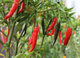 Rüyada Acı Biber Görmek - Yemek Ne Anlama Gelir ?