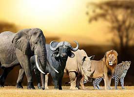 Afrika