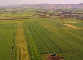 Arazi