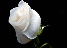 Hz.Hatice(r.a.)